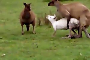 zoo porn,sex outdoors